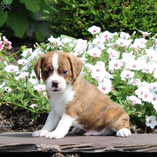 Kaleb, Boston Terrier Mix Puppy